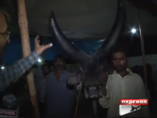 کراچی کی مویشی منڈی میں ایسا چاند بیل۔۔۔ جو اپنے سینگوں کی خود حفاظت کرتا ہے