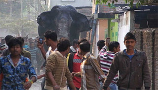 بھارت میں بدمست ہاتھی نے سیکڑوں گھر اور گاڑیاں روند ڈالیں
