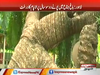 لاہور : باغ ِ جناح میں پونے دو سو سال پرانا پام کا درخت