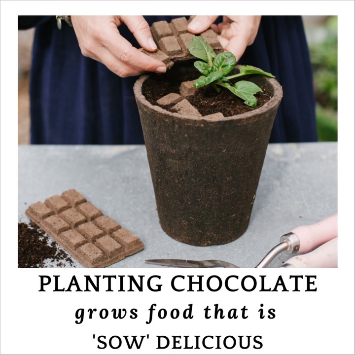 Preview image of Sow Delicious Planting Chocolate video