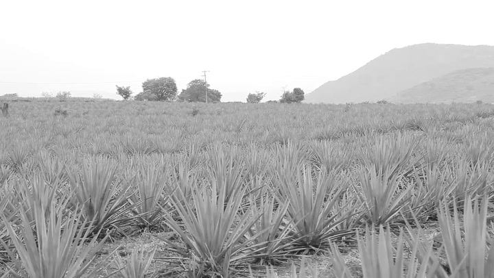 Preview image of Clase Azul Tequila Reposado video